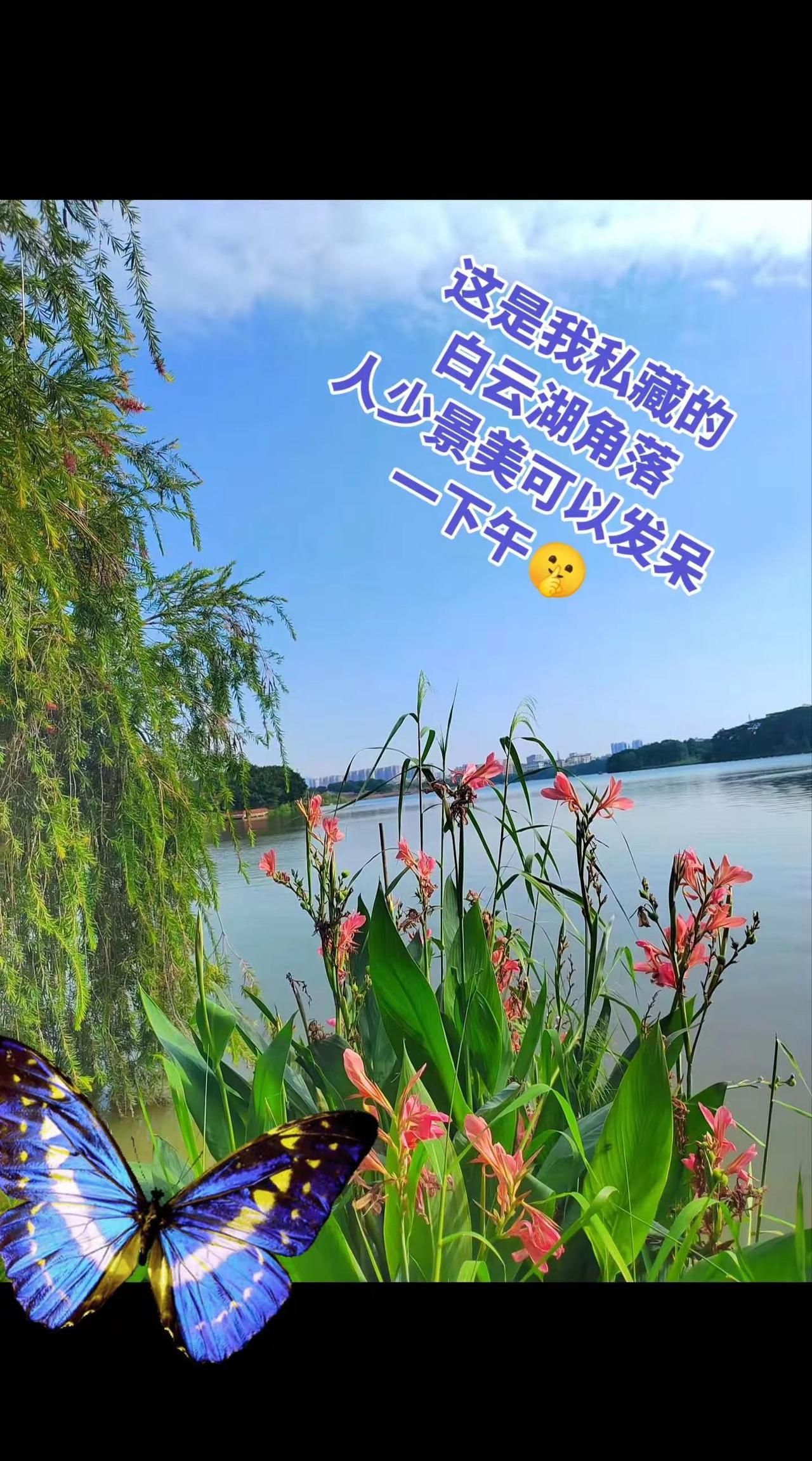 这是我私藏的白云湖角落，人少景美，可以发呆一下午🤫
