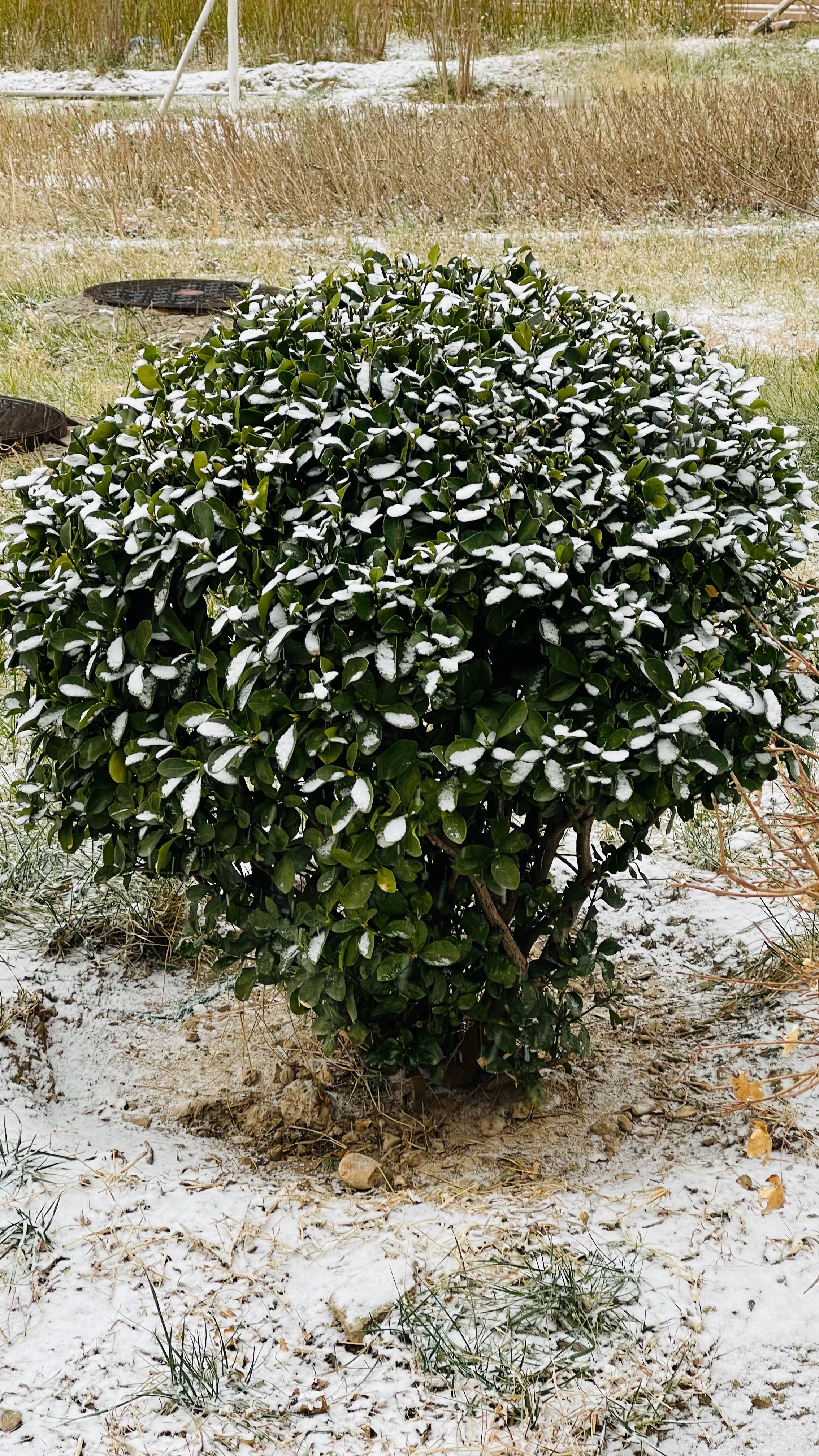北京下雪 落地即化！只有草地上能积攒点雪❄️！不过挺冷的！🧣