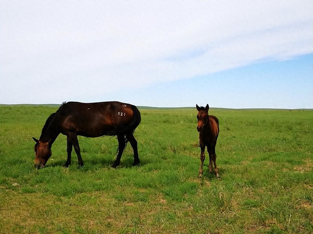 动物交配六亲不认，若雄性遇上自己母亲呢？马不欺母是不是真的？

在《动物世界》里