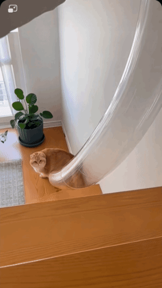 丝滑穿越，
猫咪自己都感到解压！