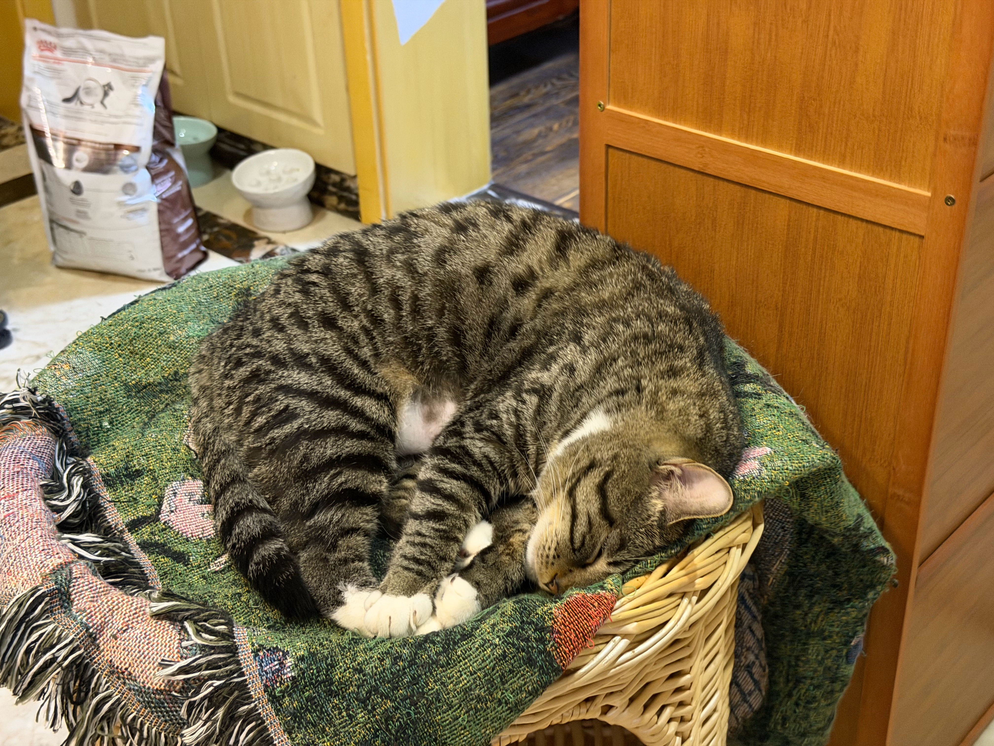 恬静一家猫 
