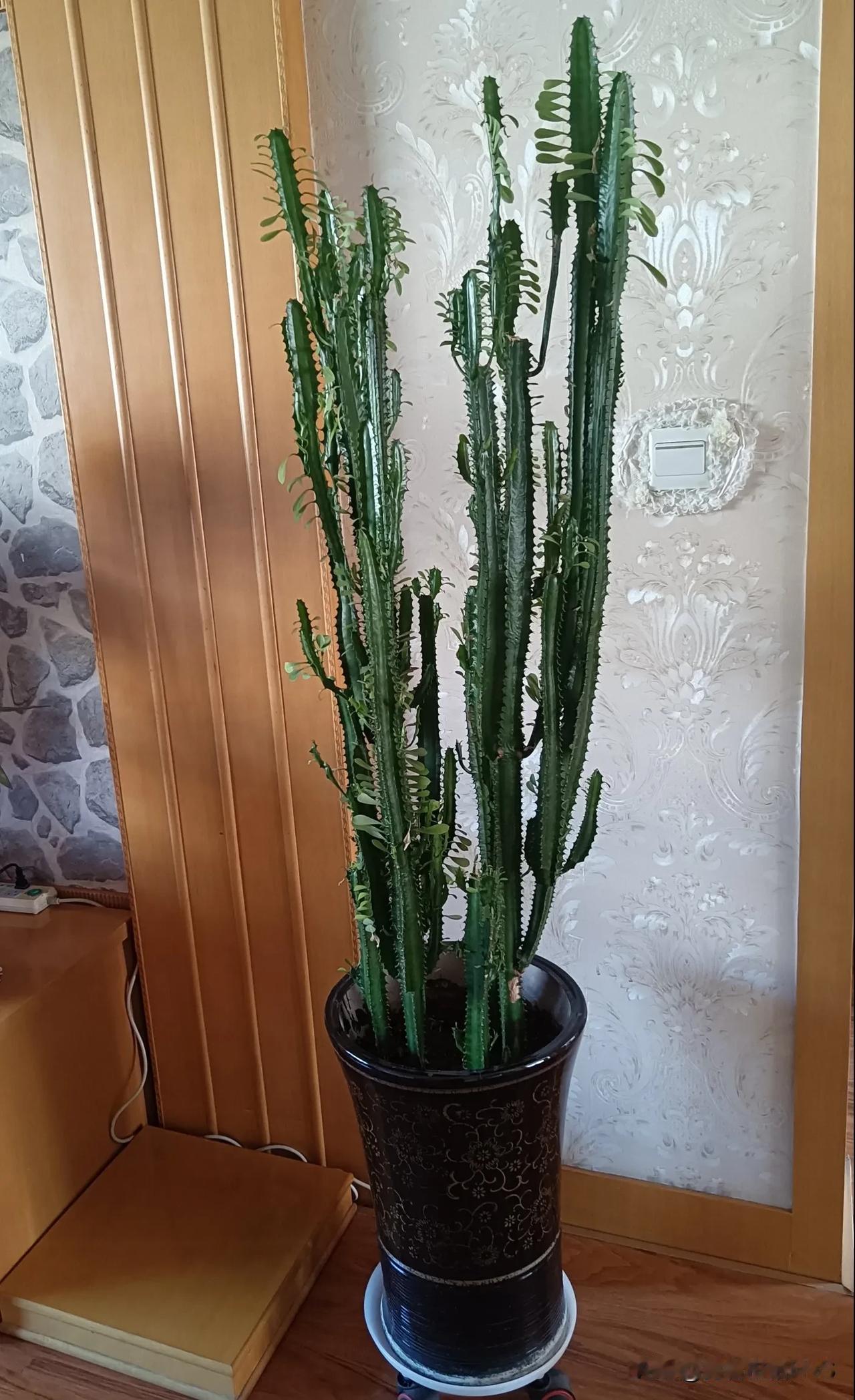 我家的龙骨绿植。

形象挺拔，一味向上。