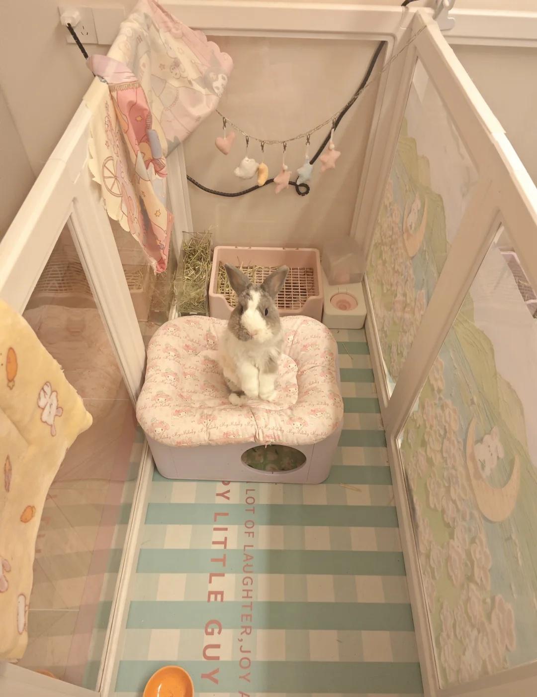 🐰｜什么拿啊苹啊的 最可爱了🥰
这也太可爱了吧 侏儒兔 兔子日常
科学养兔 