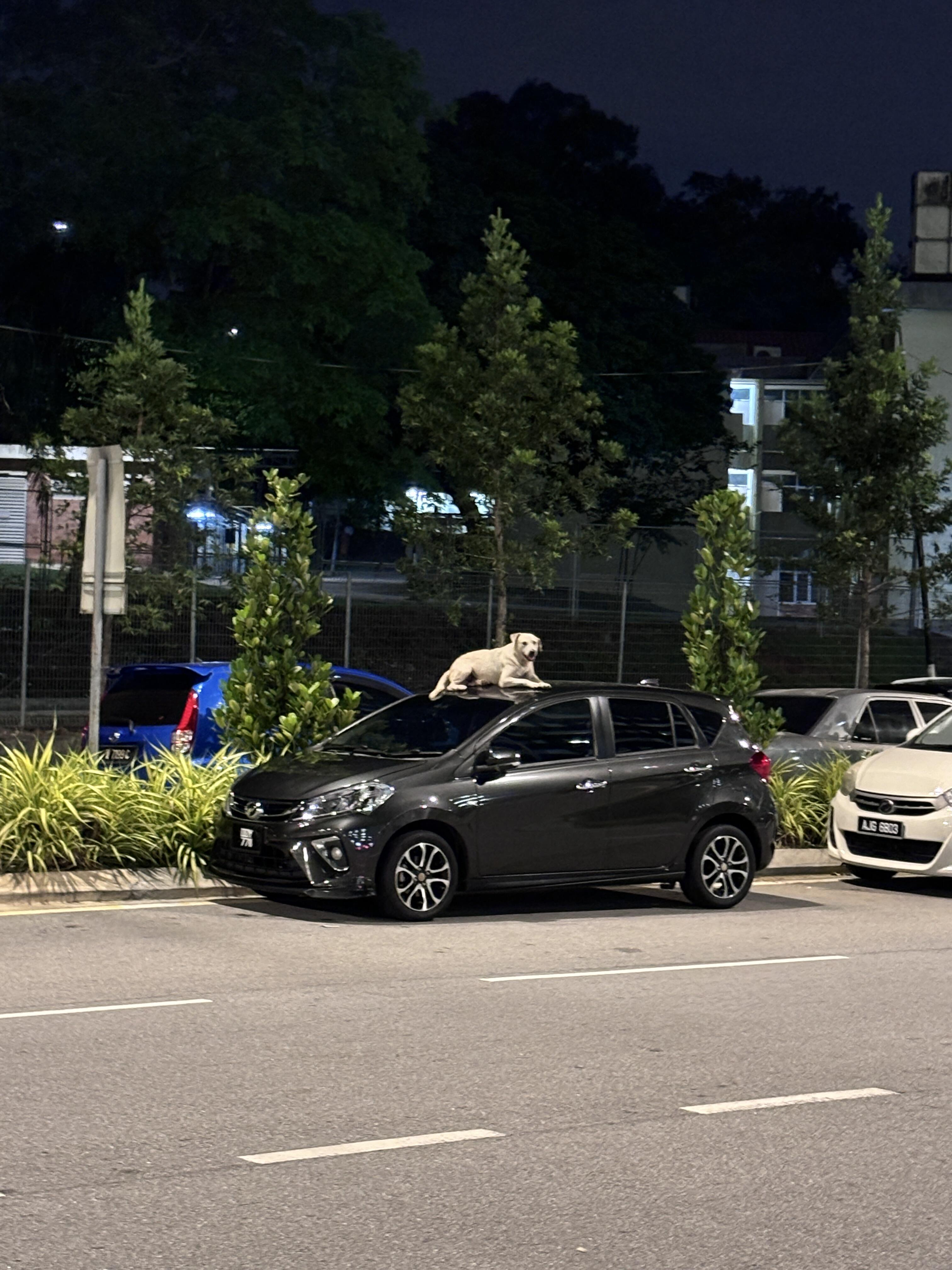 小狗以为自己是猫 ​​​