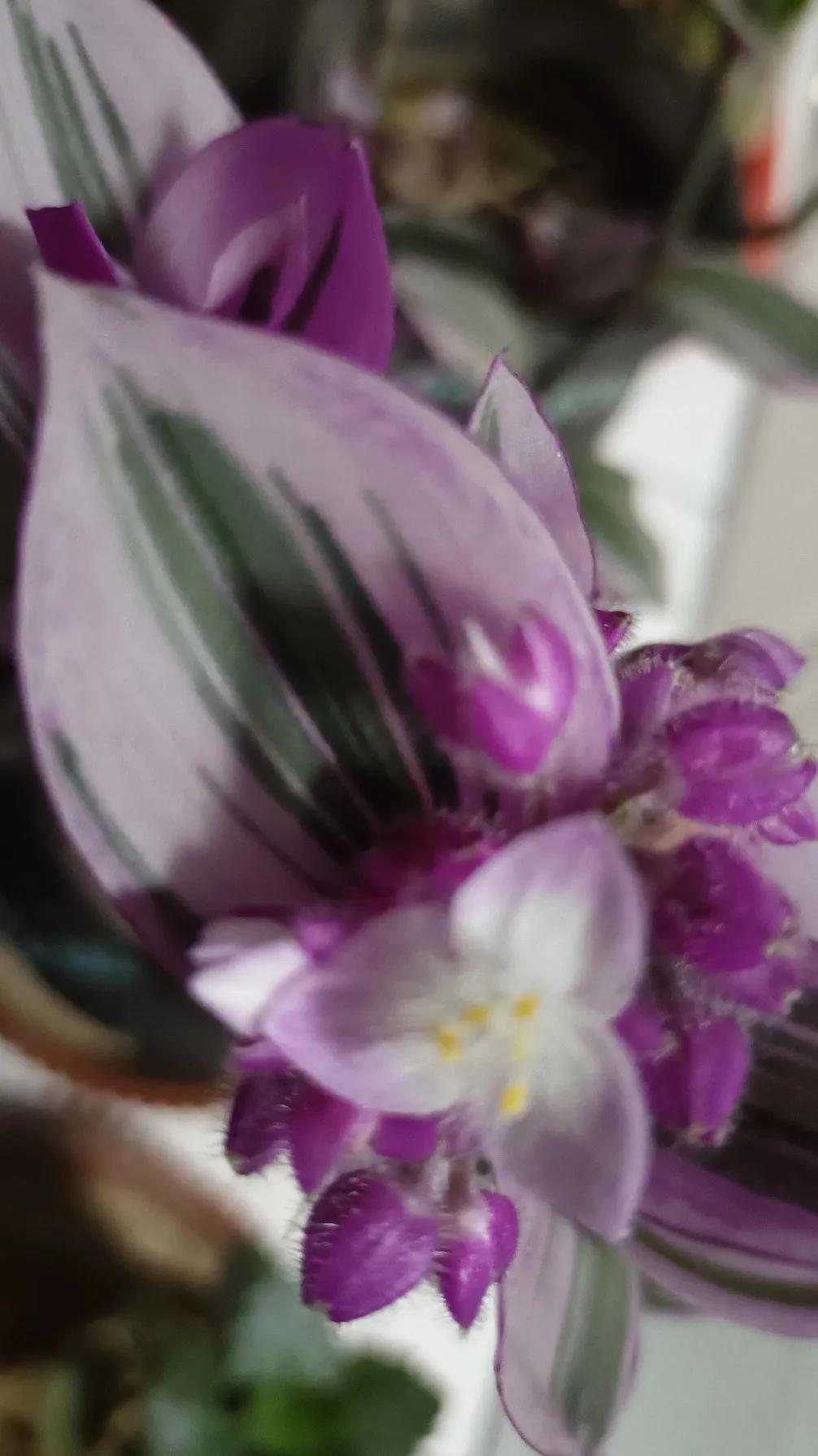 《吊竹梅之韵》
原创
翠蔓垂绦映碧光，
紫纹斑驳韵悠长。
南洋逸种传佳色，
雅室