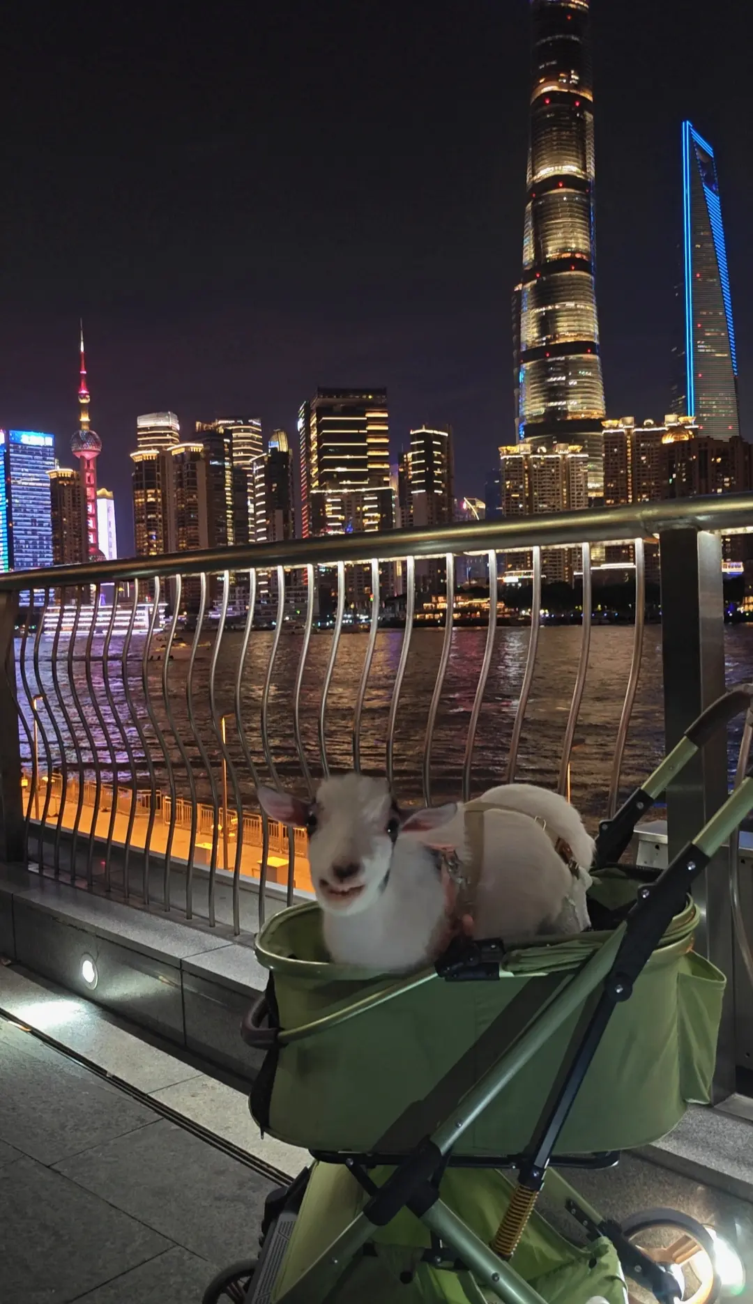 比个耶吧🐑。带柱子勇闯外滩啦～