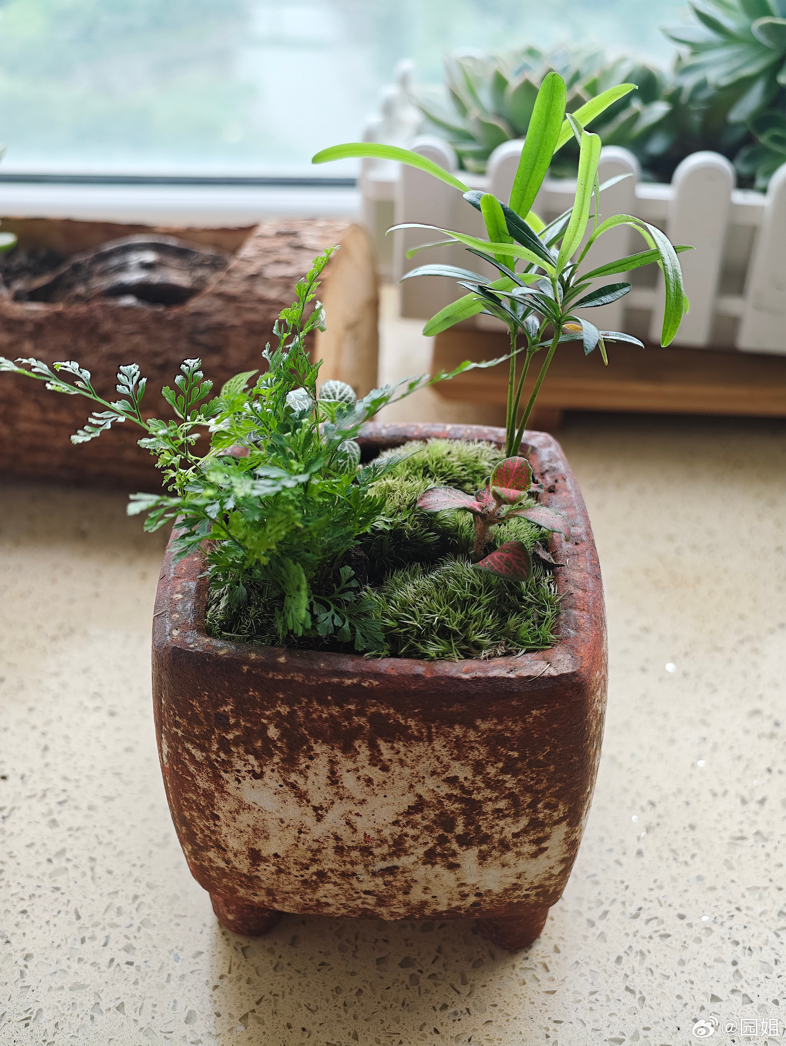 最近迷恋上了迷你植物，哎哎～自己DIY好解压呀！ 