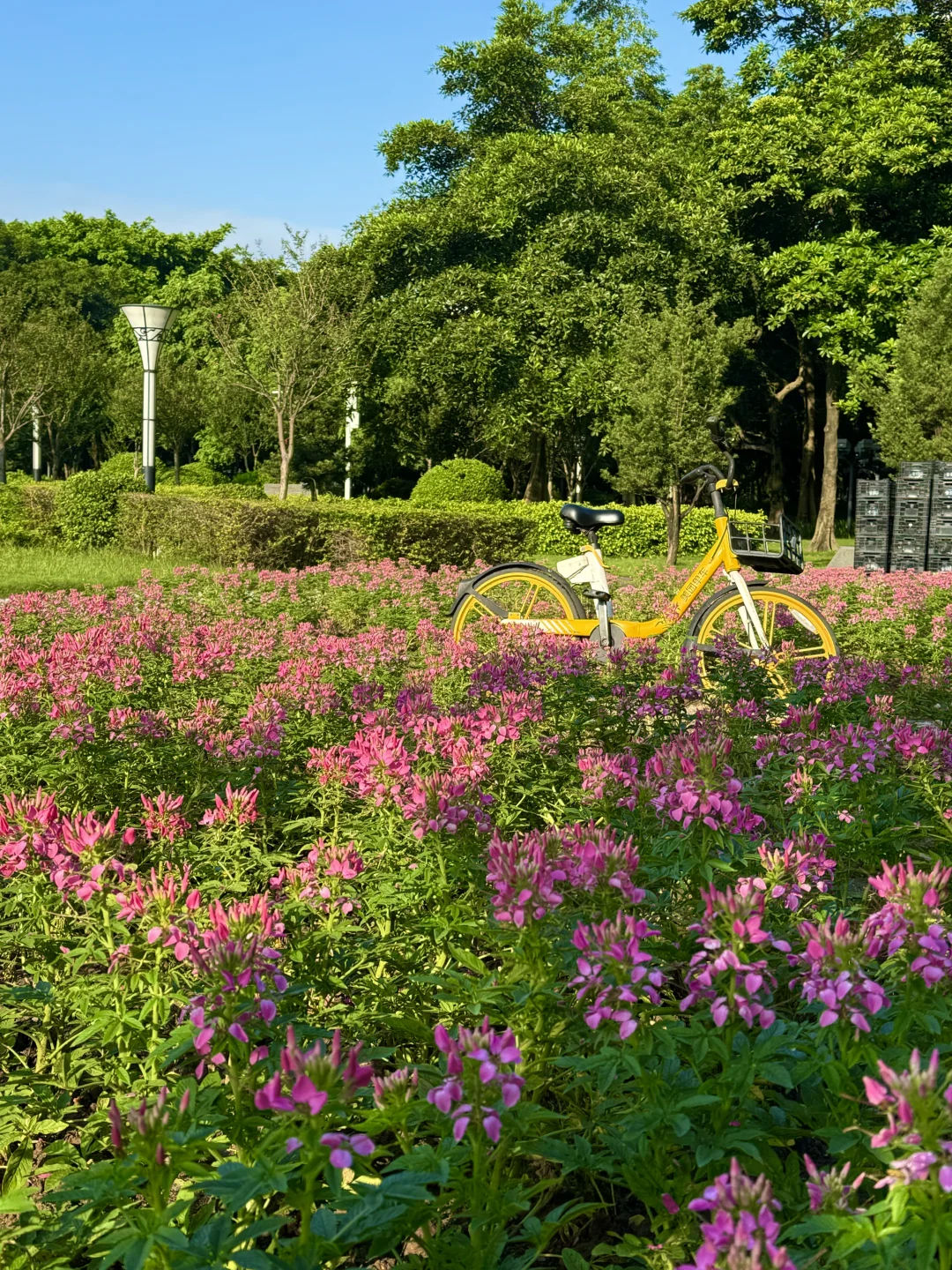 9.22佛山❗️趁台风来前看看这片花海🌸