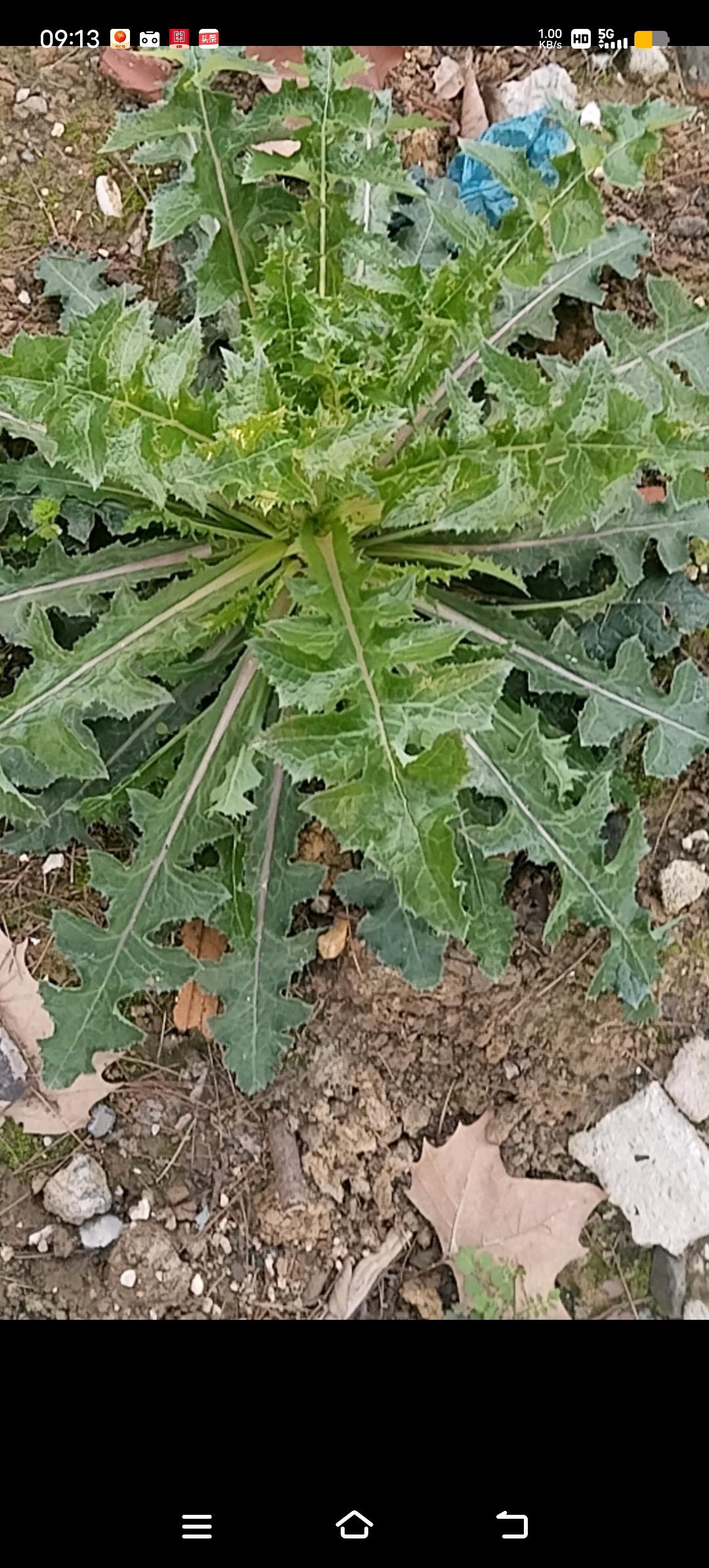 这个这两年由于经常有口腔溃疡的症状  无形中就关注了车前草与蒲公英 煮水喝好像有