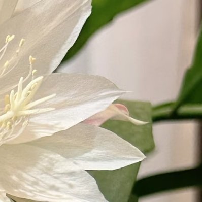 昙花种植方法一、选择合适的环境：昙花喜欢生长在明亮、湿润、通风良好的环境中，最适
