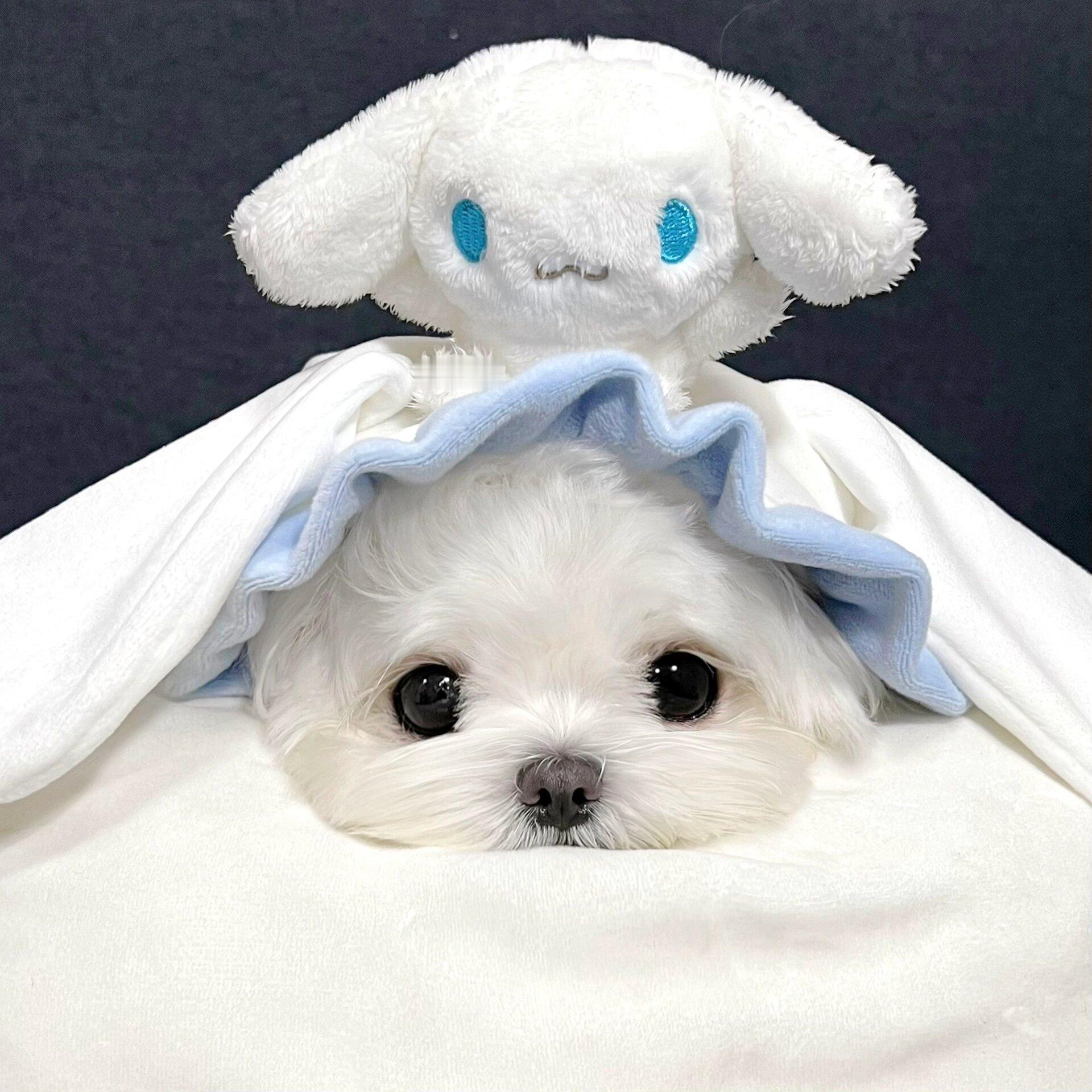 马尔济斯🐾 