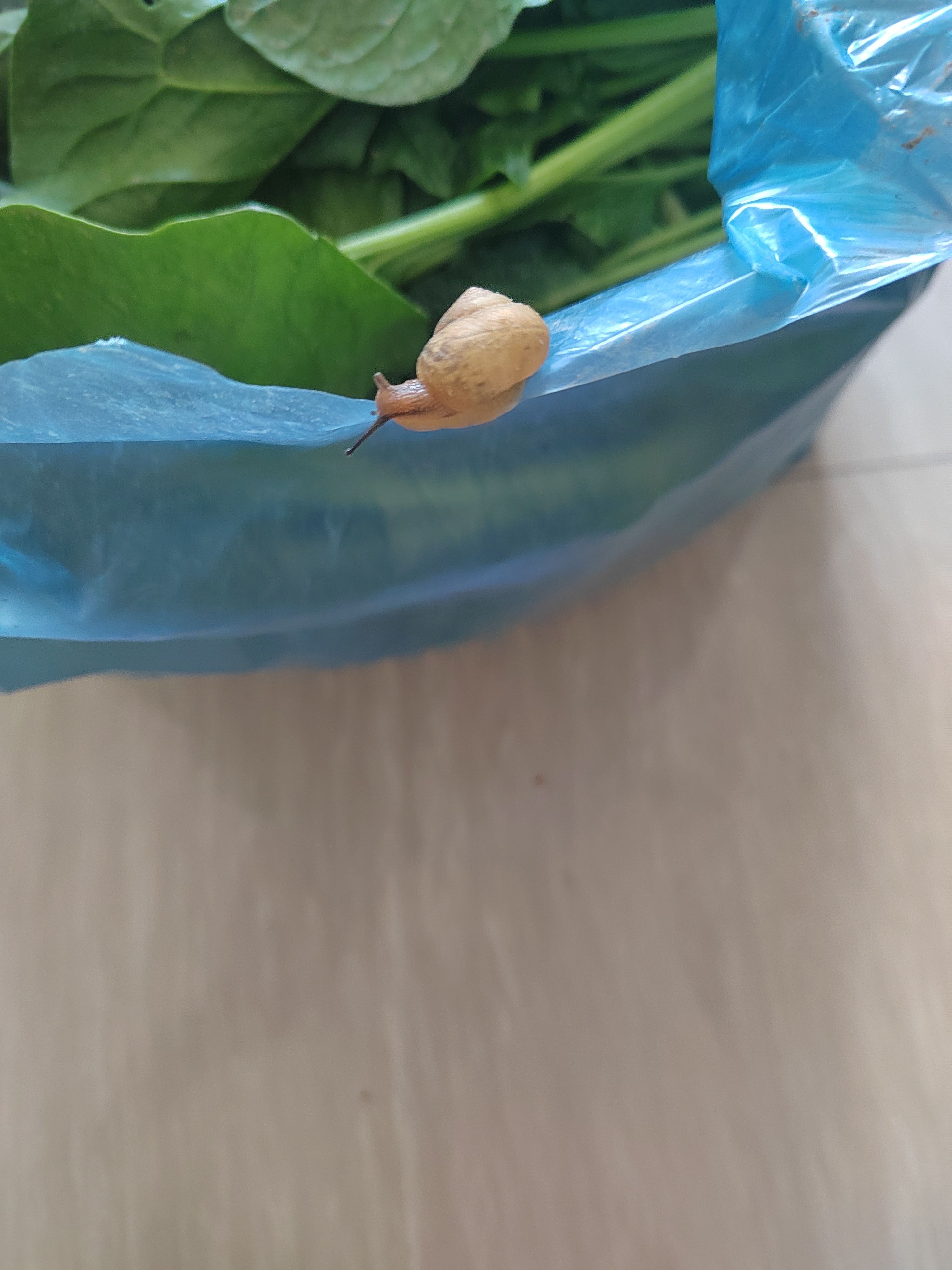 阿地奔跑吧道歉阿上一袋青青菜阿叶阿叶子上还带泥点儿蜗牛背着那重重的壳呀一步一步往