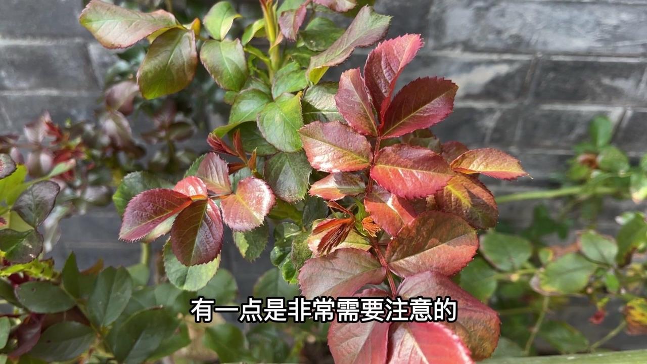 盆栽月季尽量移到室内没暖气的地方，找个避风的角落存着，千万别放风口。地栽的话，别