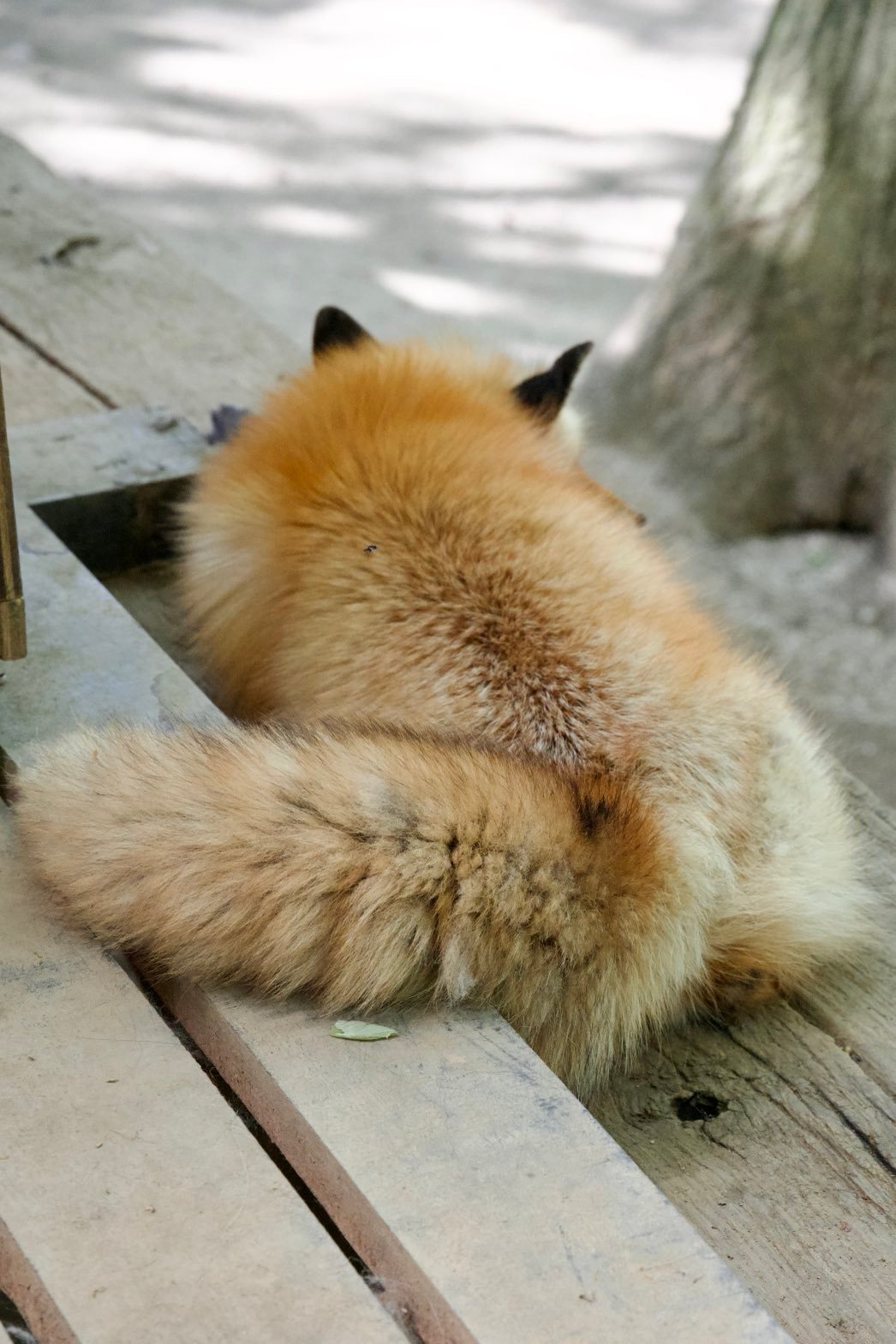 狐狸 软乎乎 毛茸茸 狐狸毛绒©️ttt_zegu952 