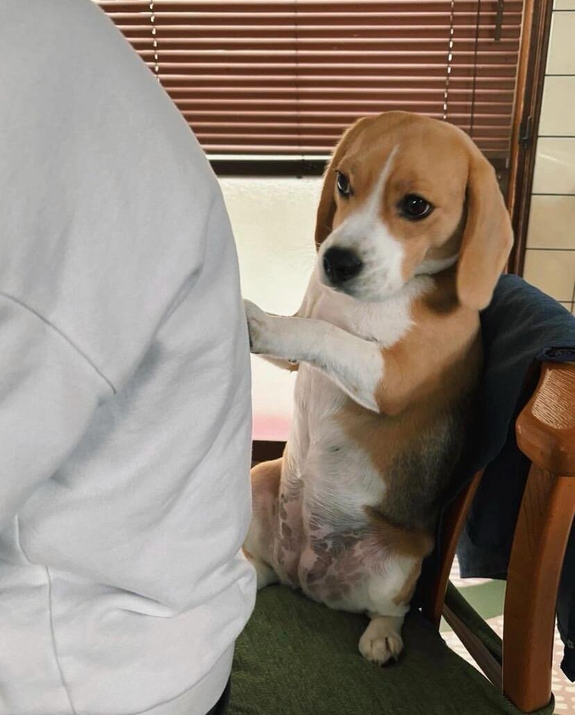 “那个..不好意思这里有狗坐了.. 