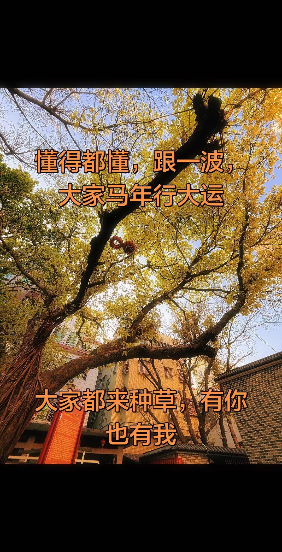 百年老树