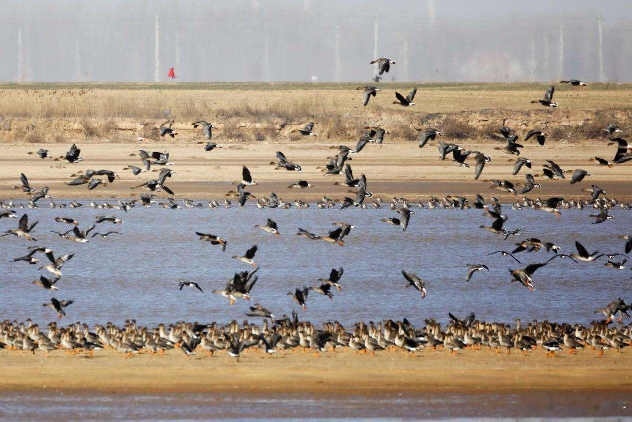 #生态内蒙古 绿色新发展# 随着天气的逐渐转暖，内蒙古呼和浩特市托克托县黄河湿地