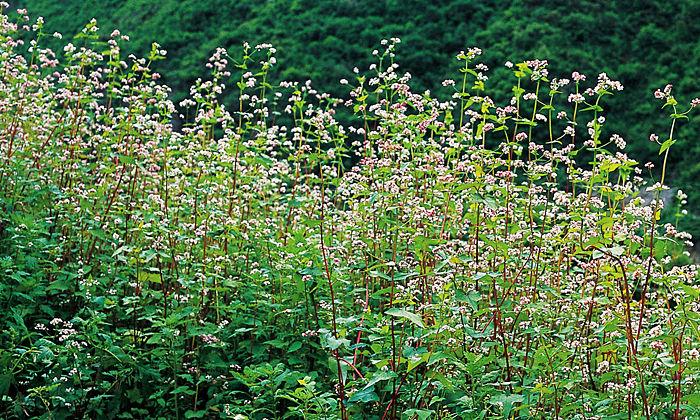 苦荞是一种适应能力极强的作物，能够在高原等恶劣环境中生长，这主要得益于它体内的三