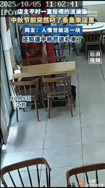 “万万没想到！”江苏，店主经常投喂一只流浪猫，让她没想到的是，这只小猫在中秋节的