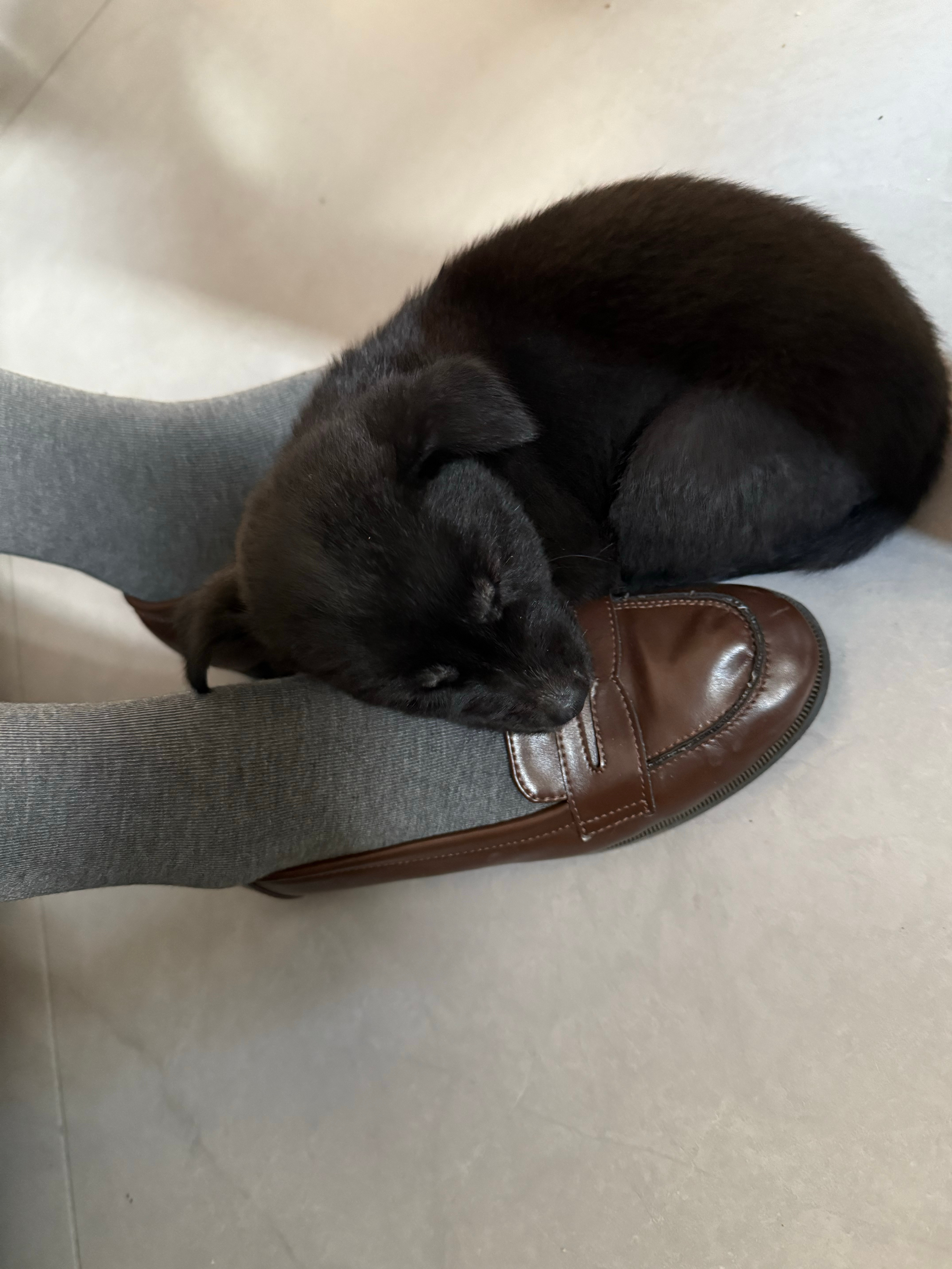 翻到小狗照了小小的很可爱 