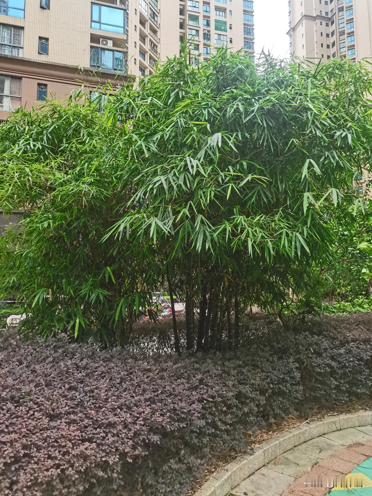 七律·见山还是山
遍踏烟峦万壑重，
归来眸底尽从容。
初观壁立疑天近，
再觉云深