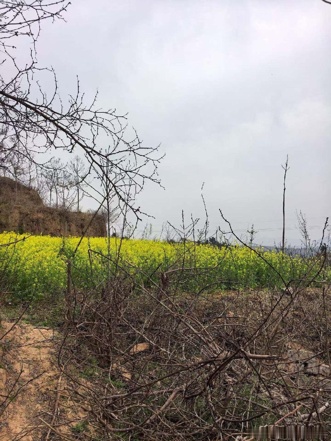 原创诗词  挖野菜花上蜜蜂一团声，沟里雉鸡两三影。春来山中挖野葱，兼收菜黄并桃红
