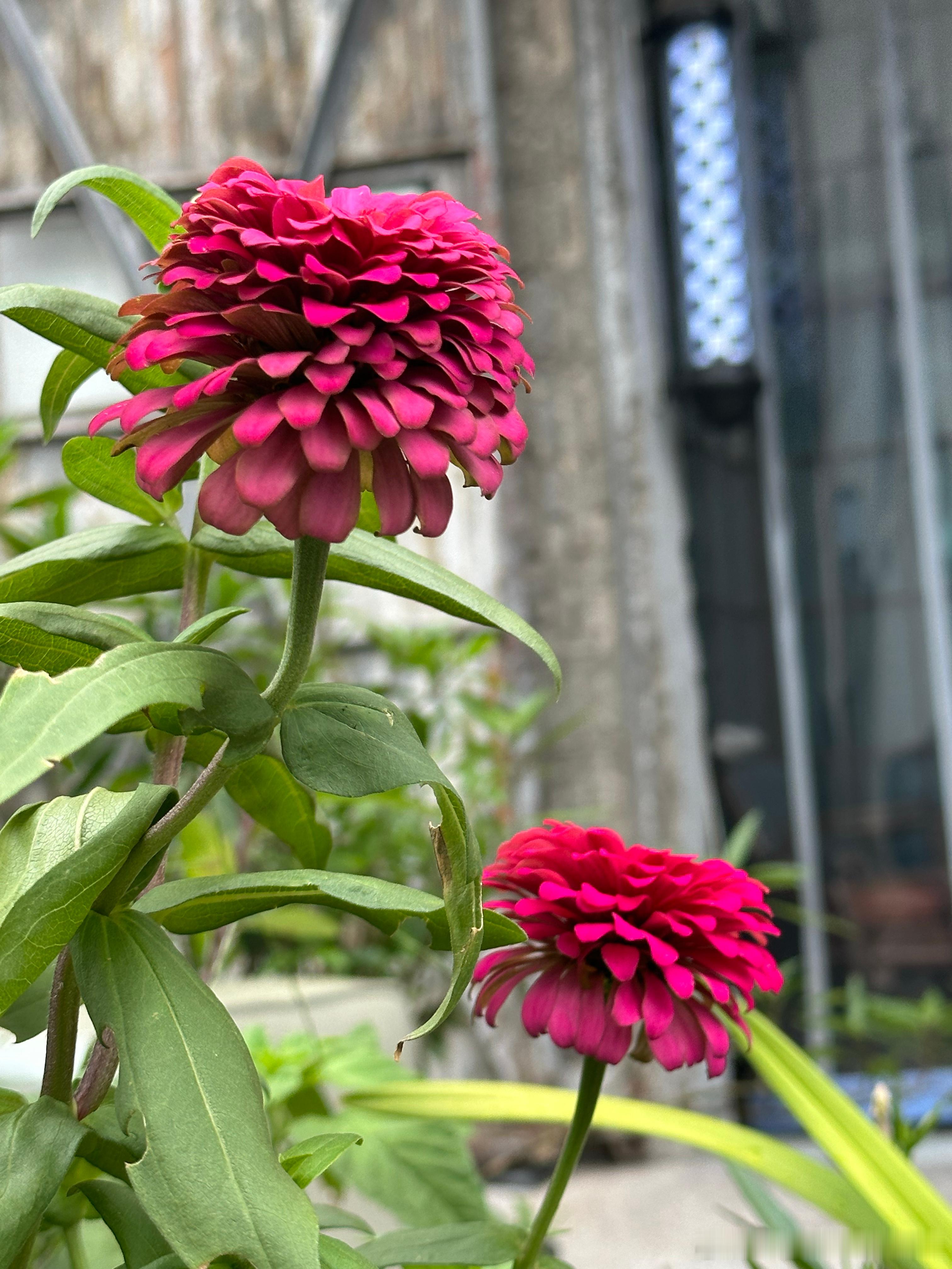 百日草，又叫百日菊、步步登高。 