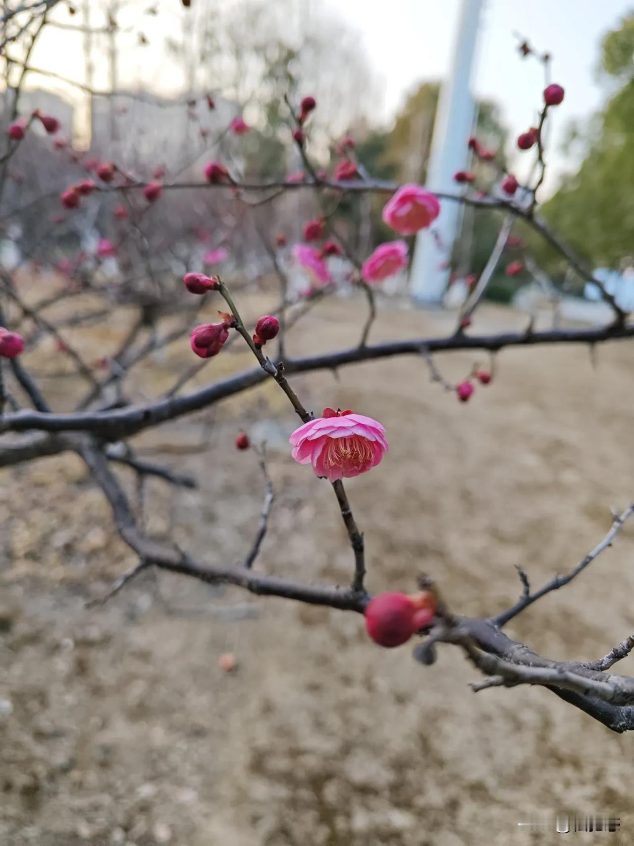 梅花儿