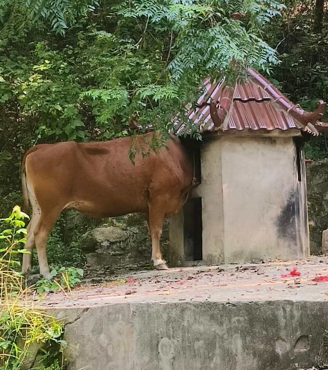 明代《桐城歌·秋千》：姐在架上打秋千，郎在地下把丝牵。姐把脚儿高翘起，待郎双手送