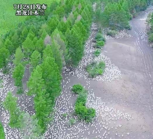 13万只鹅漫山遍野，账面上按150元一只能算出1950万，看着像一个人押对宝、直