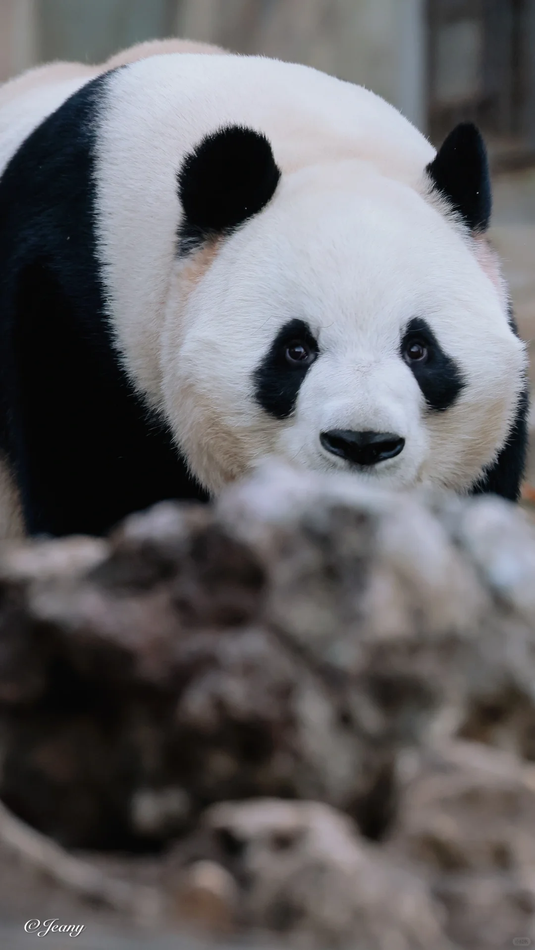 2024.11.28萌兰🐼哪哪都好看😍看不够的么么