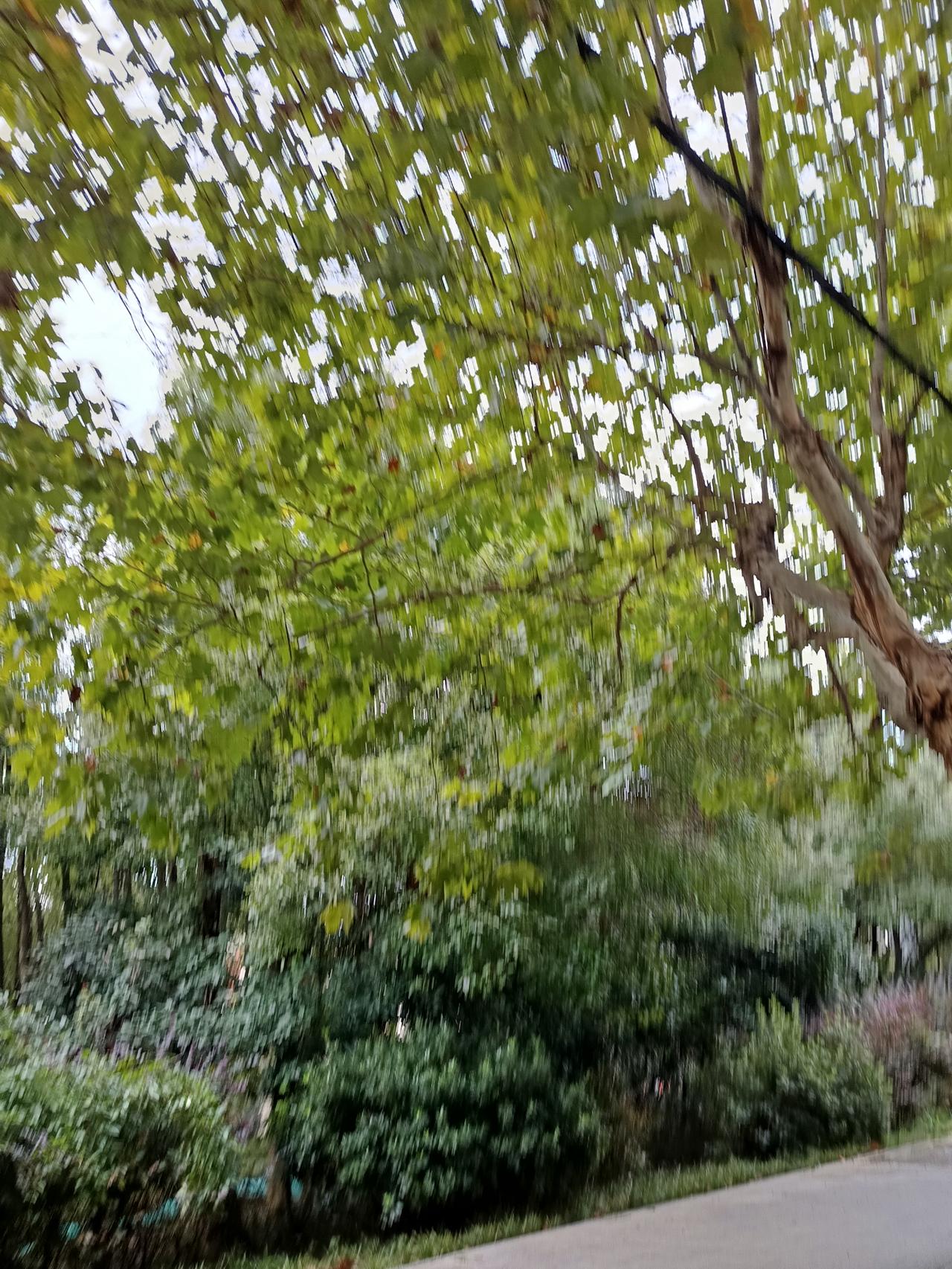 今天重阳节一个人呆在家里好无聊，老公去上班了，我也没去女儿家做饭，早晨到森林公园
