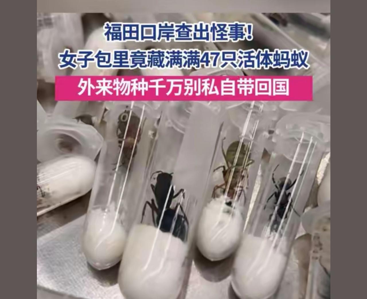 外来物种，前些天就是红蚂蚁咬到我过敏休克，上气不接下气。差点挂了。让它生吃了
