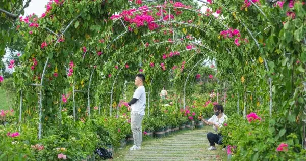 三亚|露营、夜游、水陆空赏花……花博汇好多新玩
