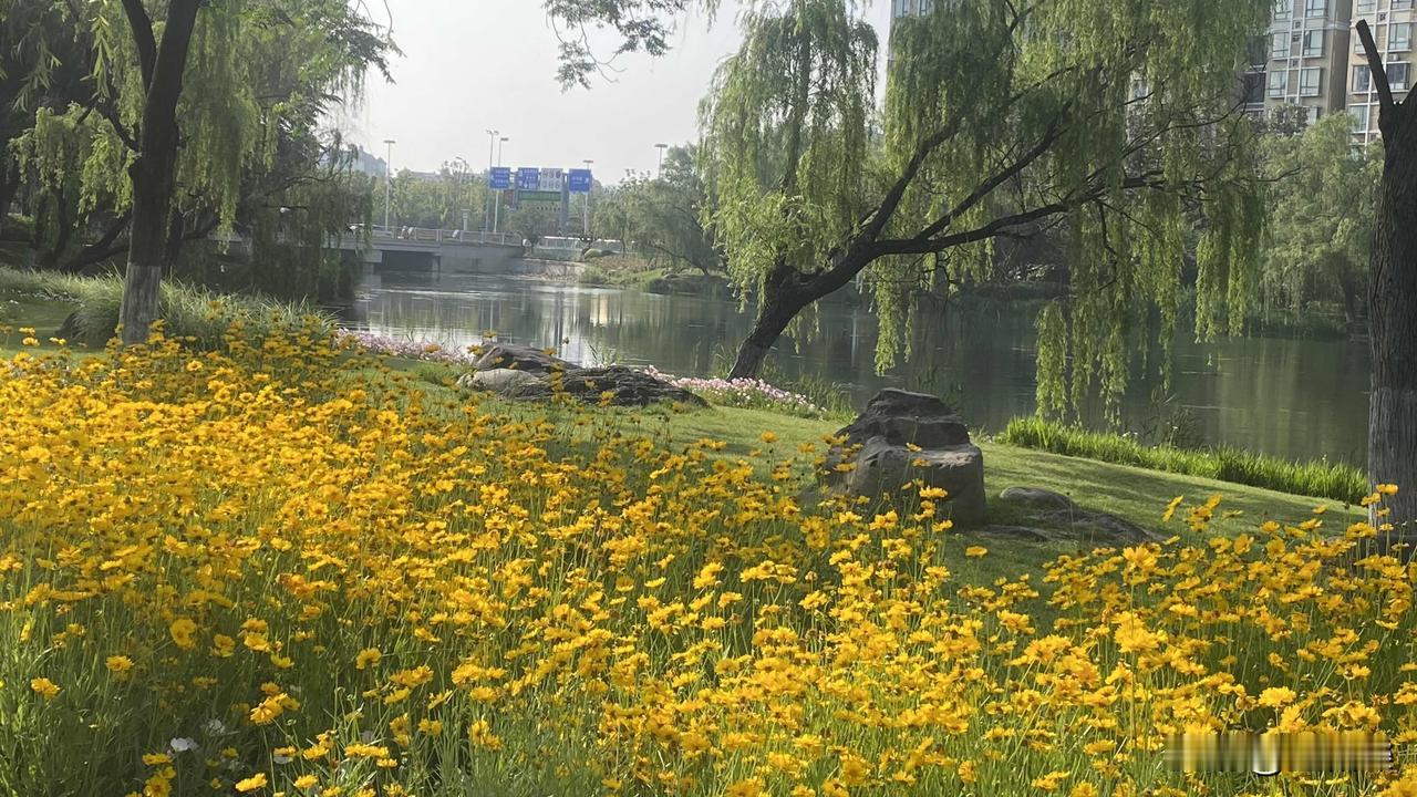 金鸡菊盛开，湖水都要被染黄了[捂脸][捂脸][捂脸][玫瑰][玫瑰][玫瑰]