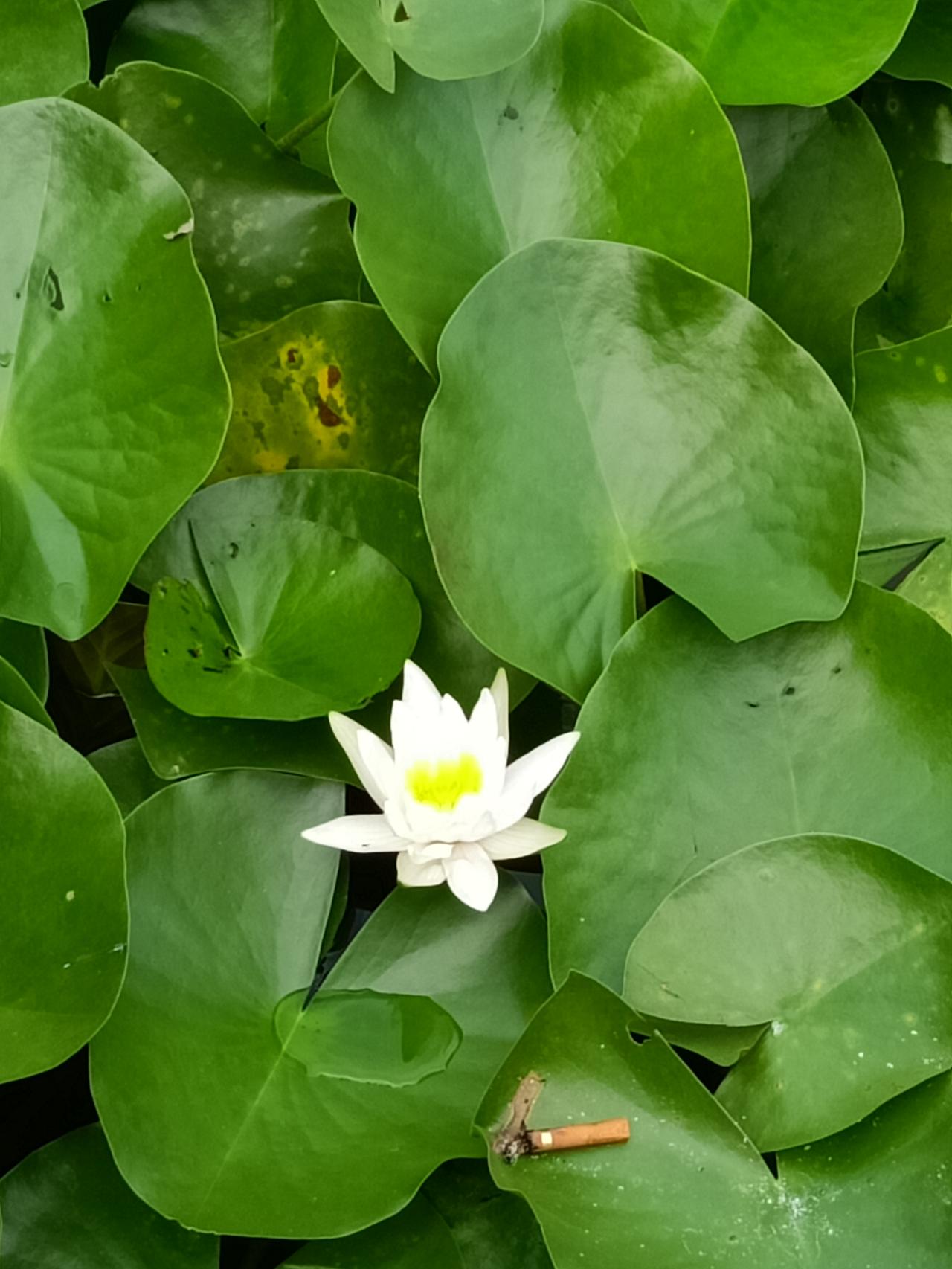 看这朵睡莲多么洁白漂亮，我赶紧拿出手机把它拍下来，但仔细一看，心情马上变别扭了，