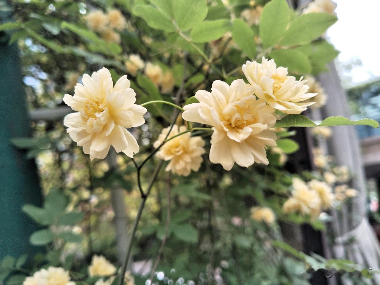 春赏万紫千红。