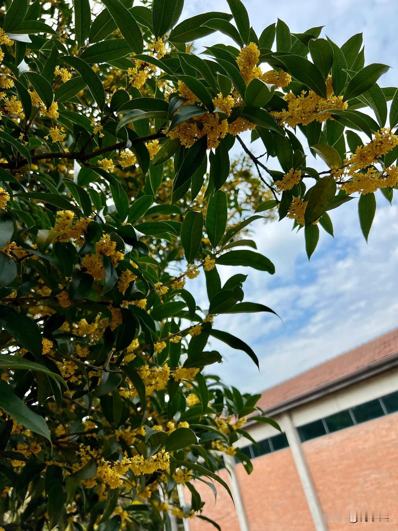 #秋日生活打卡季# 江南小城宜兴，寒露时节桂花虽然迟到，却是花开烂漫。桂花树下光