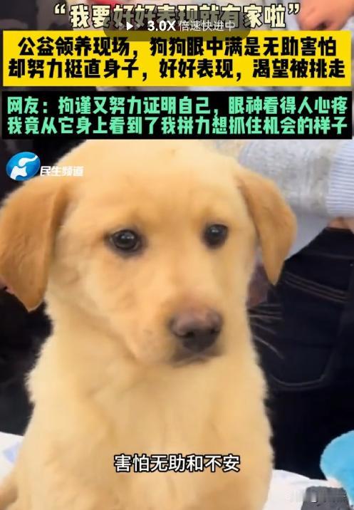 6月21号，北京那个公益领养现场，一只狗努力把身子挺得直直的。

就为了能被领走