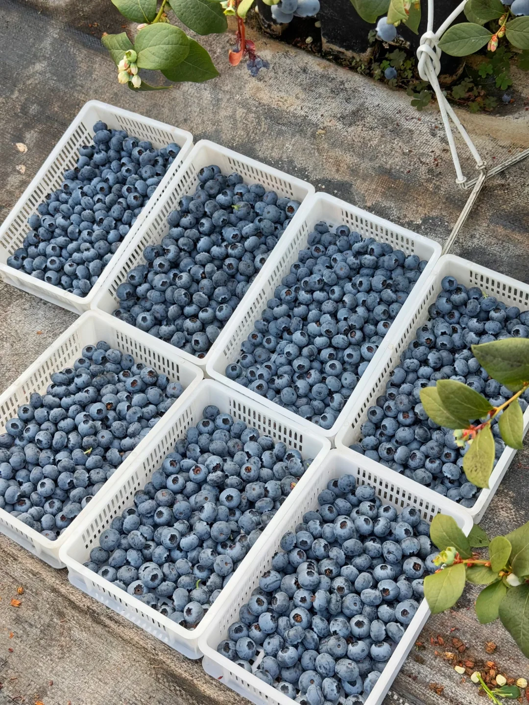 现在的蓝莓价格，谁还去吃车厘子啊！