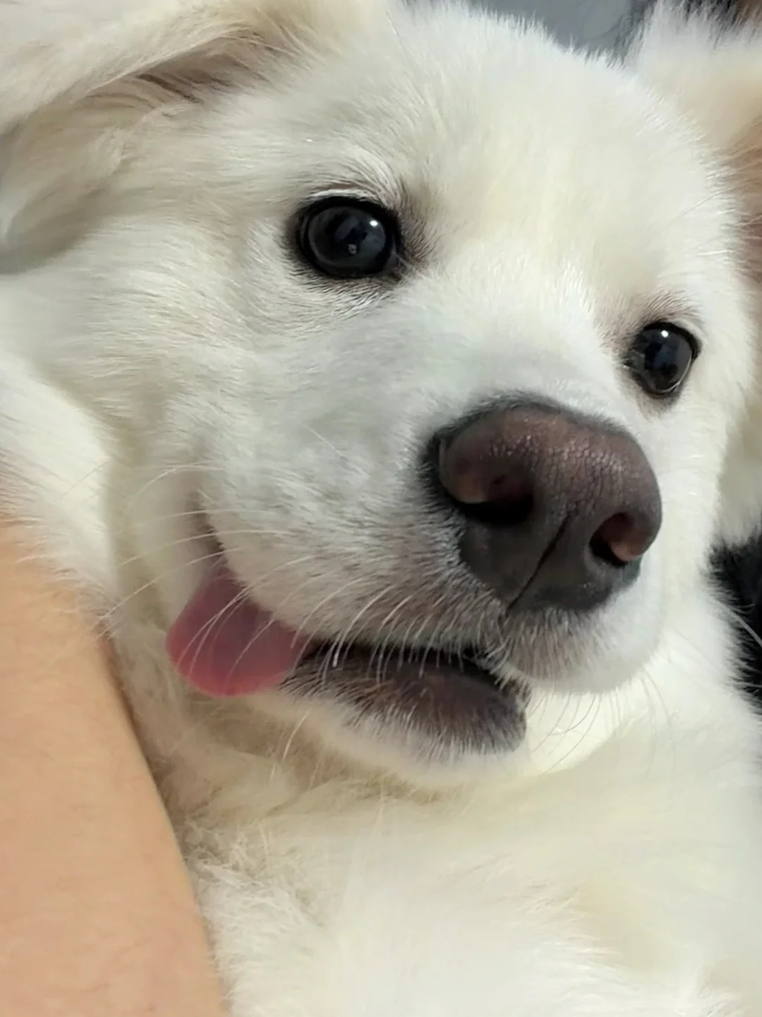 姨姨们好 我今天是傻瓜🤪