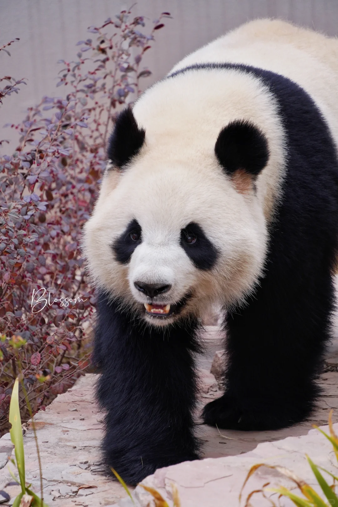 240226 星怡，你是个蓬蓬脸的漂亮宝宝