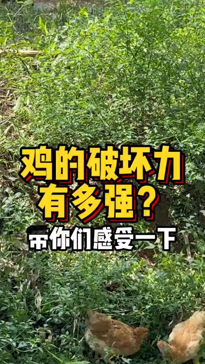鸡的破坏力有多强？
带你们感受一下鸡的破坏力究竟有多强。农场原来是这样的，有花有