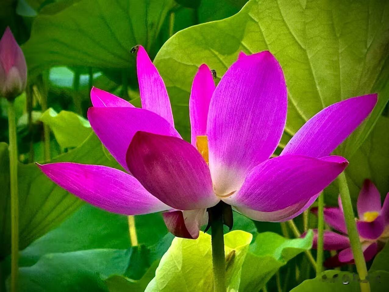 七月的荷花
        （原创）


七月的龙子湖
仿佛一口煮沸的锅
那些风