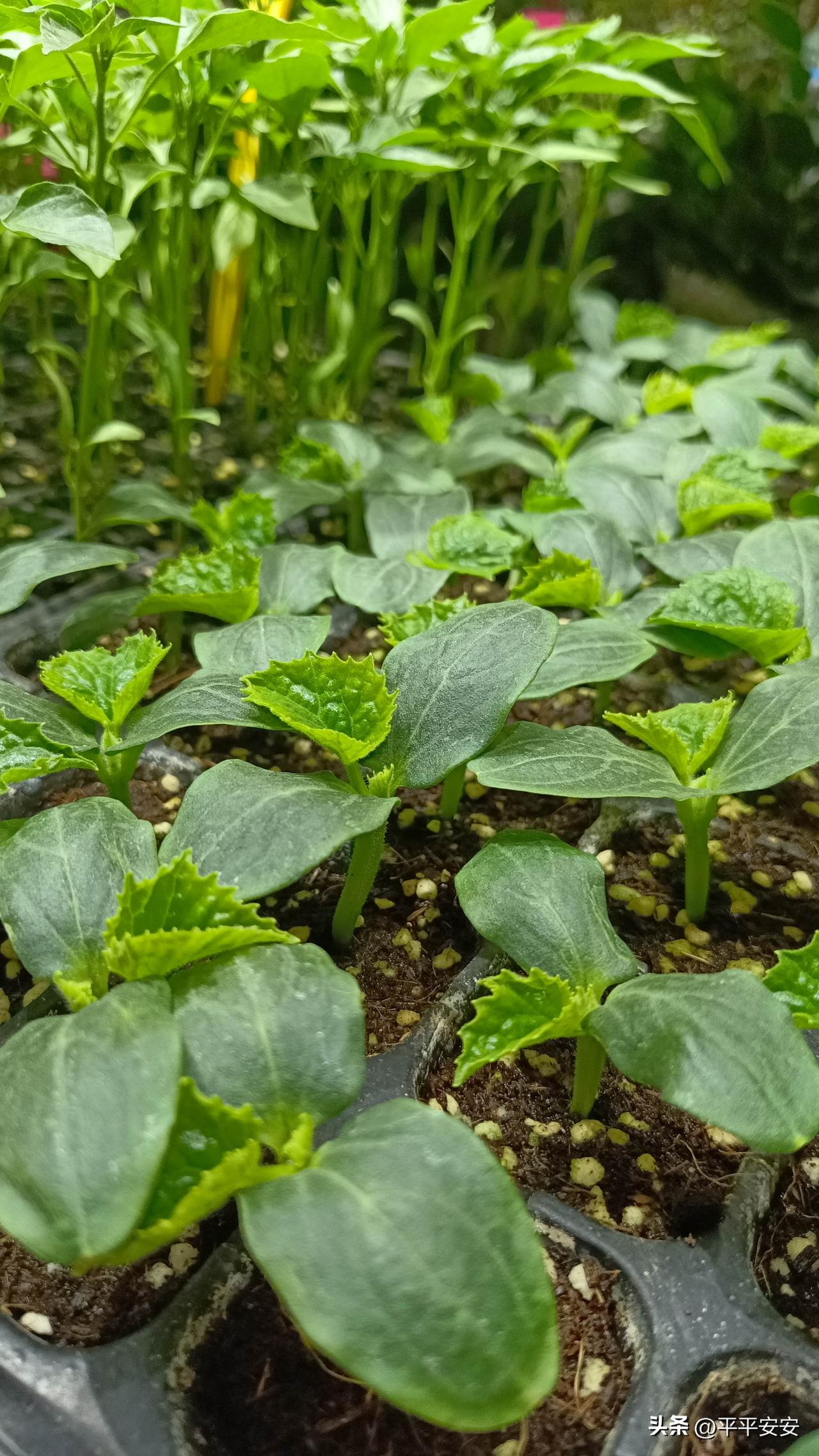 这小苗看着就有劲儿🌱

每次看到这种育苗盘里的小苗，都觉得特别治愈。你看这黄瓜