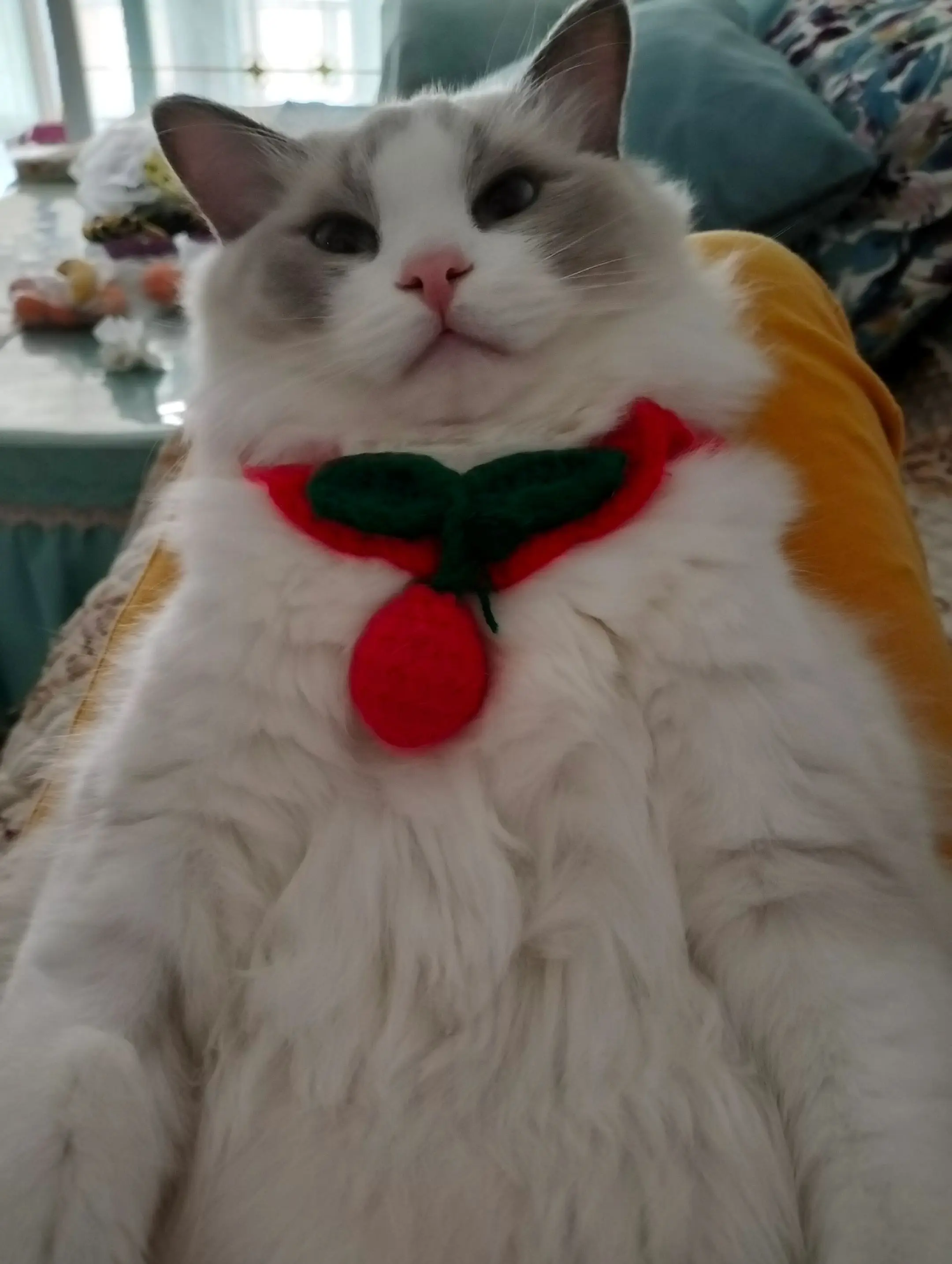 布偶大可爱 懒猫