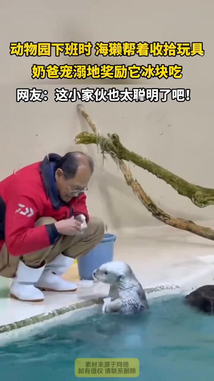 动物园下班时海獭帮着收拾玩具，奶爸宠溺地奖励它冰块吃。网友：这小家伙也太聪明了。