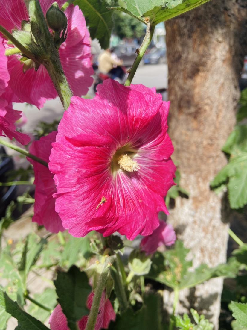 红色月季花已存档，今日又来存档蜀葵花🌸这也是有着端午花之称的花儿

向阳而生，