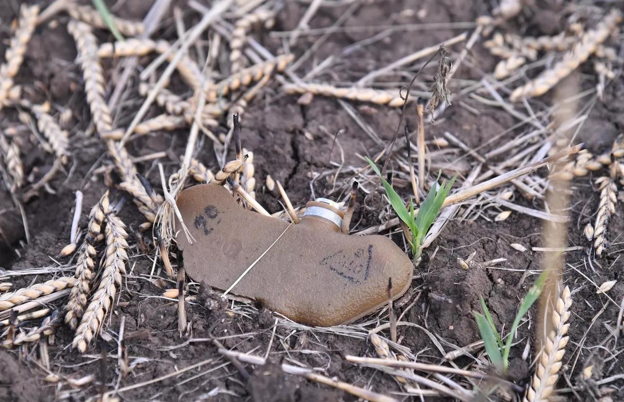 美国媒体：美国取消反步兵地雷使用禁令。
美国总统特朗普政府已撤销前总统拜登政府关