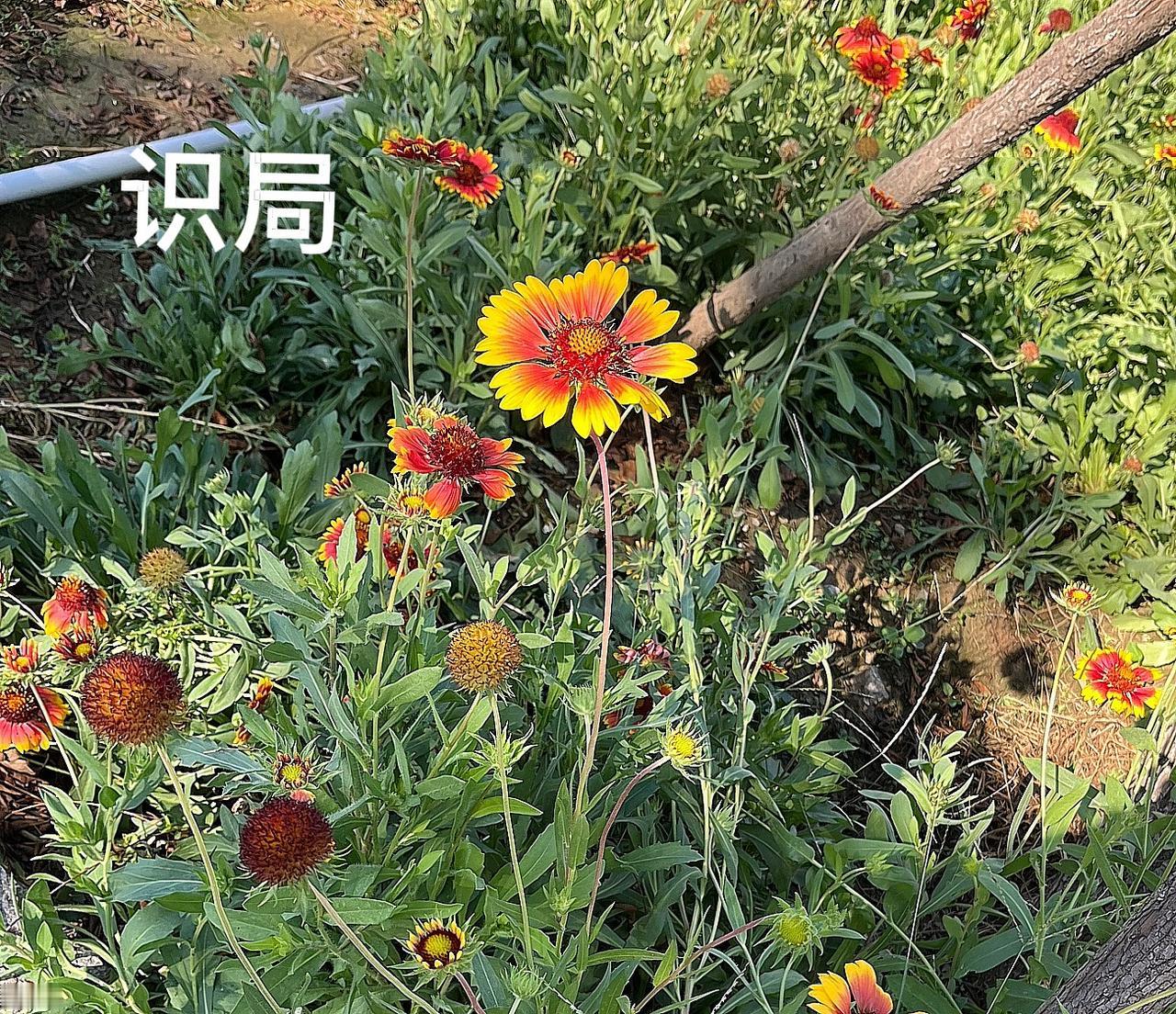 在职场上，要有识局的能力，他从来不是向外看。

看对手的强弱，看局势的利弊，而是